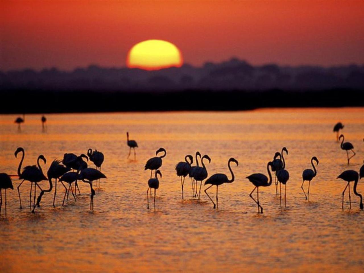 Alojamiento Rural Flamingo El Rocío Kültér fotó